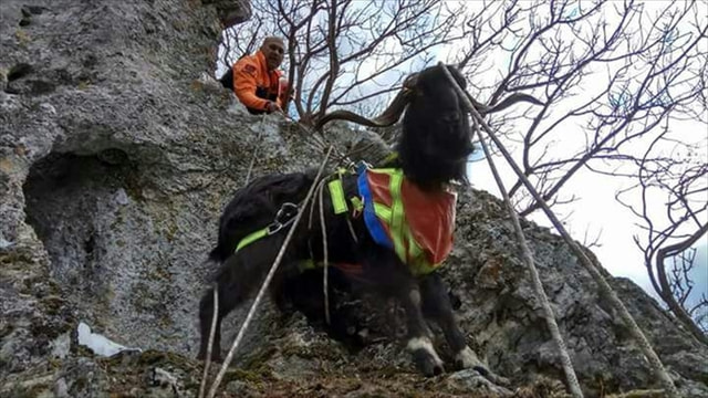 Dağda mahsur kalan keçiyi AFAD kurtardı