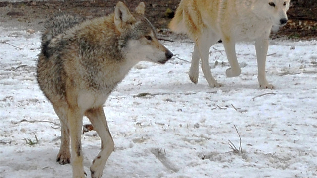 Doğal yaşam parkındaki hayvanların kar keyfi