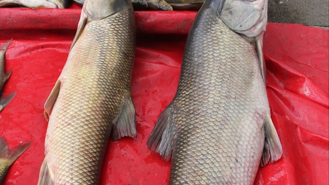 Erzincan'da yakalanan turna balıkları ilgi gördü