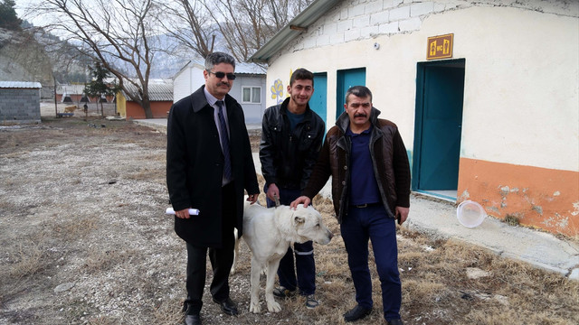 Eziyet edilen köpek koruma altına alındı