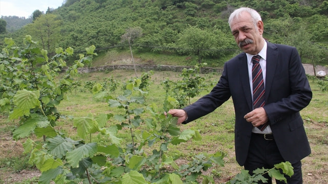 Geçen yıl ihraç edilen fındığın yüzde 52'si Trabzon'dan