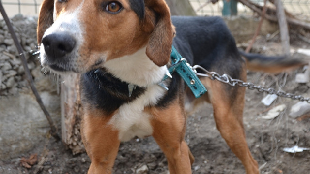 Giresun'da kaybettiği av köpeğini Kastamonu'da buldu