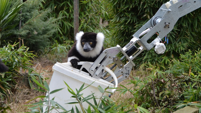 GÖKTÜRK'lerin robotu lemurları besledi