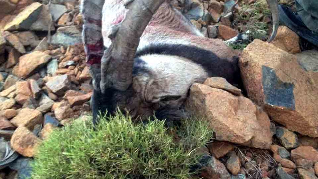 Kaçak dağ keçisi avına 12 bin lira ceza