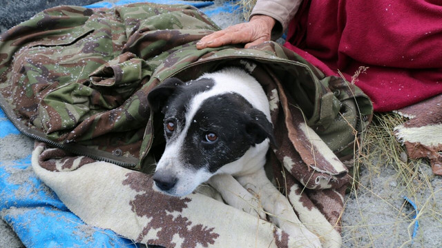 Kapalı mahalle yolu yaralı köpek için açıldı