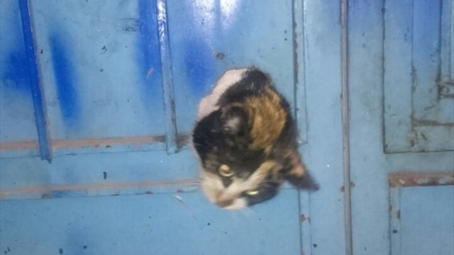 Kapıya sıkışan kedi yavrusu kurtarıldı