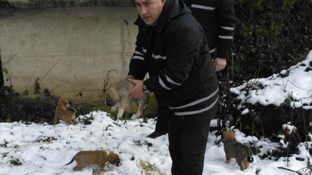 Ordu'da minik köpeklere sıcak yuva