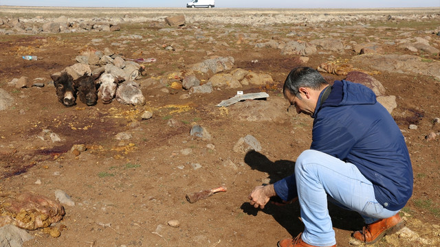 Şanlıurfa'da kesilmiş eşek başları ve derileri bulundu