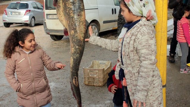 Seyhan Baraj Gölü'nde 50 kilogramlık yayın balığı yakalandı