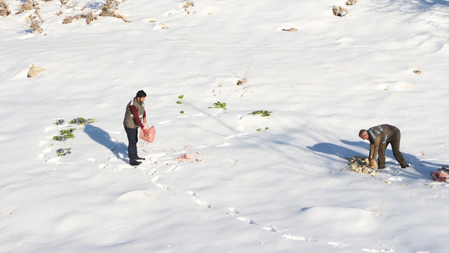 Şırnak'ta yaban hayvanları için doğaya yem bırakıldı
