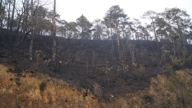 GÜNCELLEME - Sürmene'deki orman yangını söndürüldü