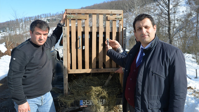 Tedavi edilen karacalar doğaya salındı
