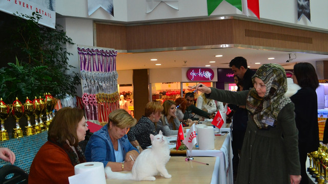 Uluslararası Kedi Güzellik Yarışması başladı