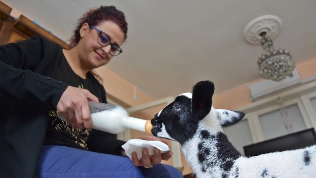 Annesi ölen kuzuya evinde bakıyor