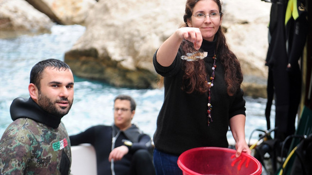 Aslan balığı aramak için daldılar