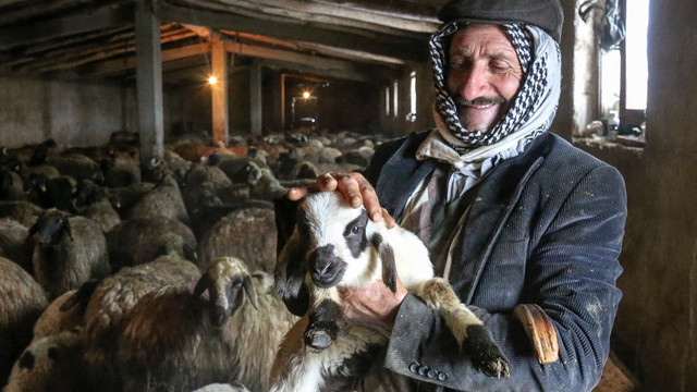 Baharın müjdecileri dünyaya gözlerini erken açtı