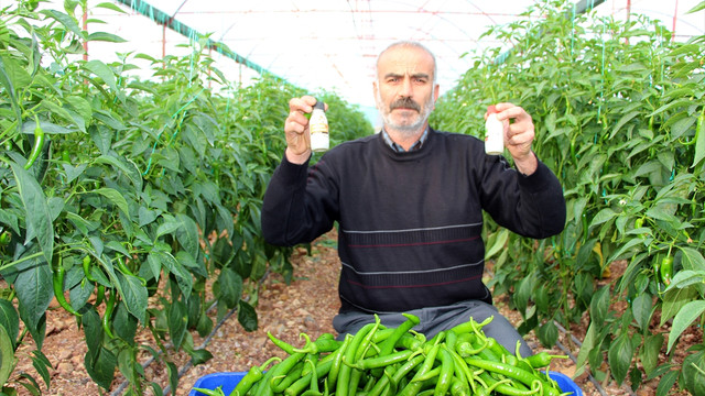 Biberde zirai ilaç kullanıldığı iddiası