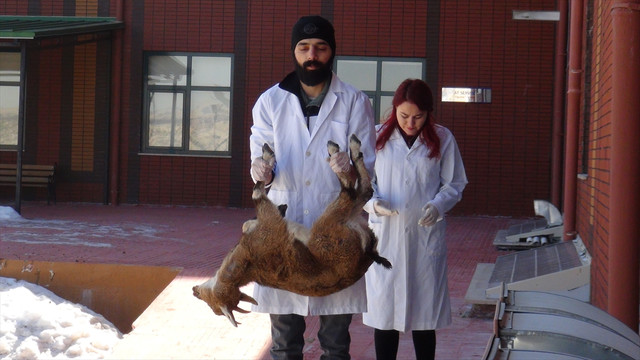 Dağ keçilerinin leşi üzerinde nekropsi