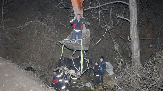Dere yatağına düşen inek 15 saatte kurtarıldı