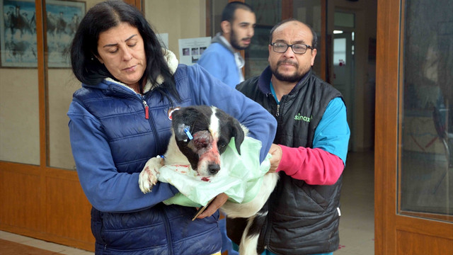 Gözünden yaralanan köpeğe şefkat eli