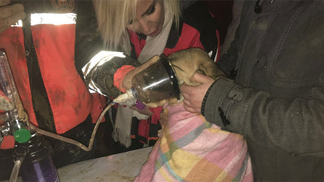 Beykozda kuyuya düşen köpek yavrusu kurtarıldı