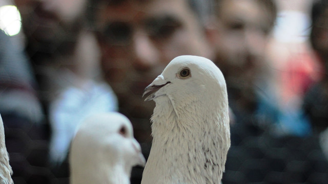 Osmaniye’de 12. Güvercin Festivali başladı