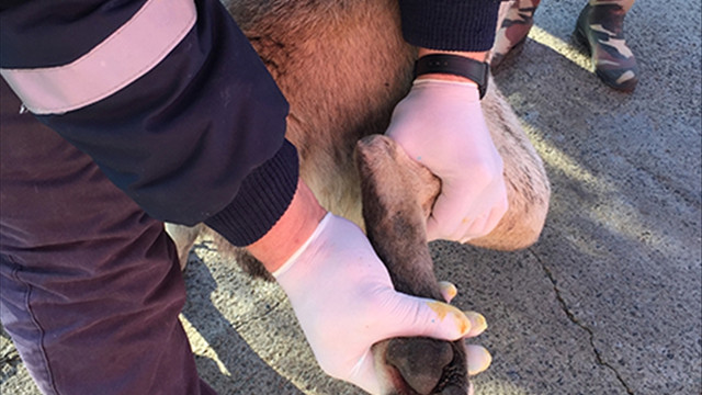 Tekirdağ'da köpeğe eziyet edildiği iddiası