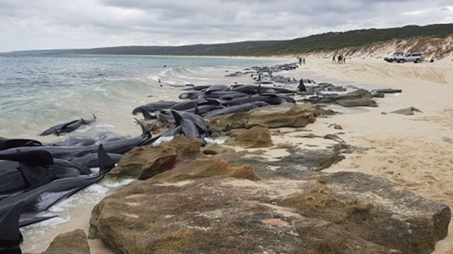 Avustralya sahilinde inanılmaz görüntü! 150si birden...