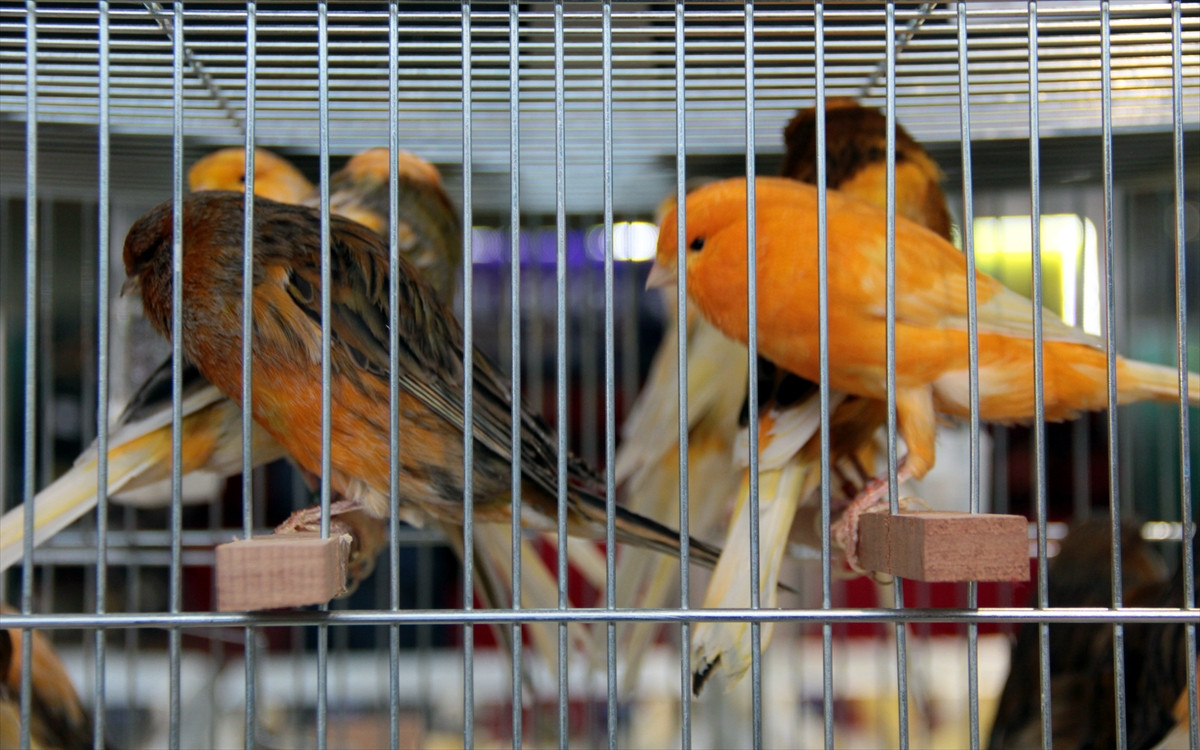 21 Kanarya Ve Kafes Kuslari Turkiye Sampiyonasi Guncel